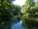 FZ032325 River through forest.jpg